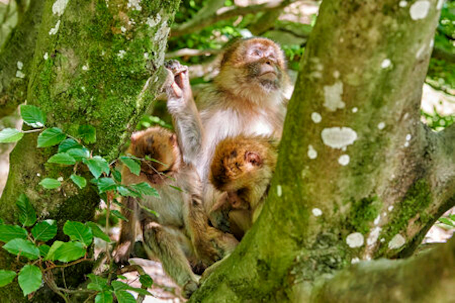 Affenberg Salem – Tierpark und Ausflugsziel am Bodensee