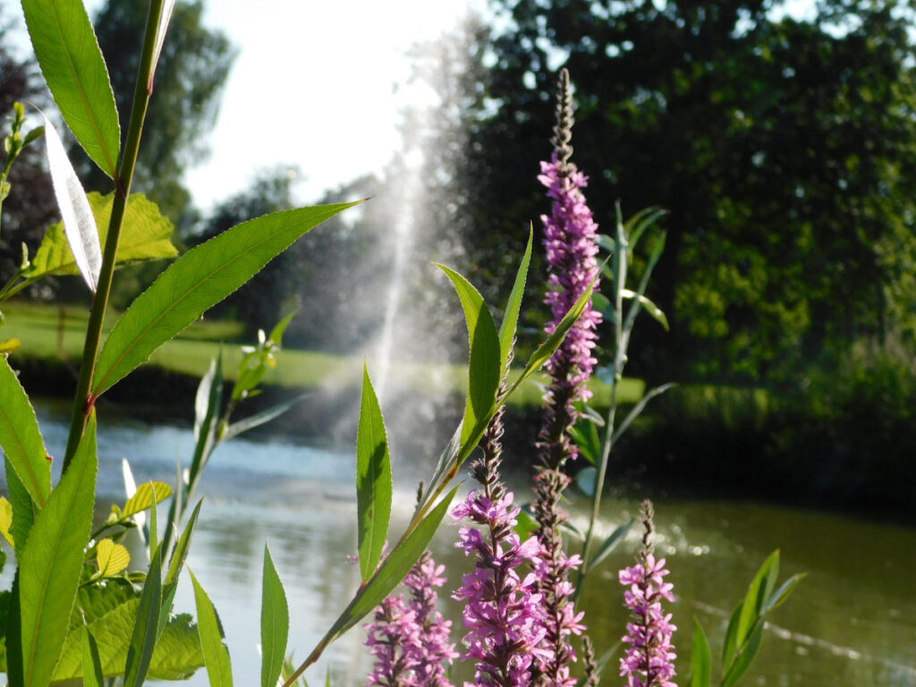 Golfplatz Ravensburg – Teich mit Schilf und blühender Iris vor Wasserfontäne