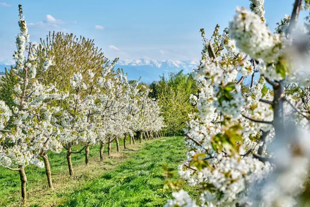 Bodensee Urlaub 2026 – Früh planen lohnt sich 1 Frühlingsblüte am Bodensee bei hellem Licht mit blick auf die Schweizer Alpen